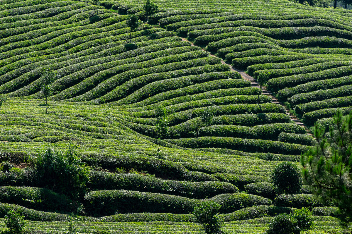 Rolling green tea plantation fields in soft morning light